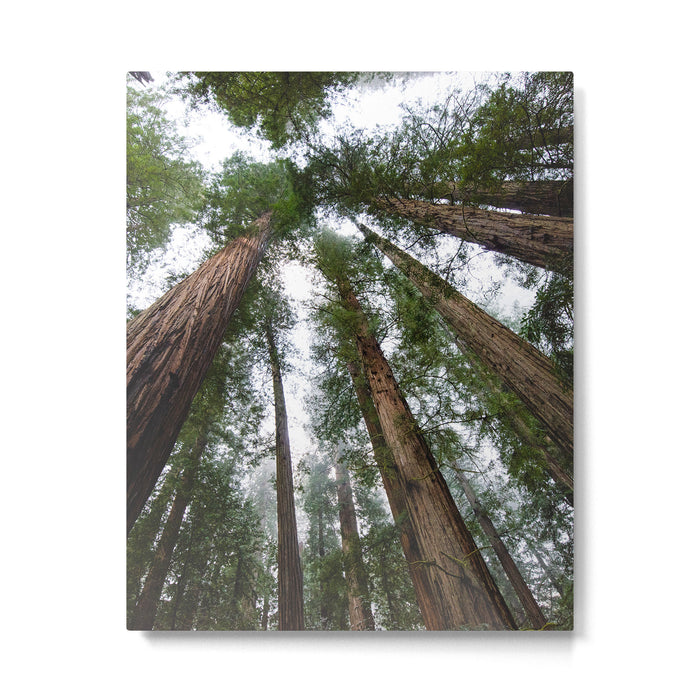 Redwood Forest Adventure VI - Nature Photography Metal Print Gallery Image 1