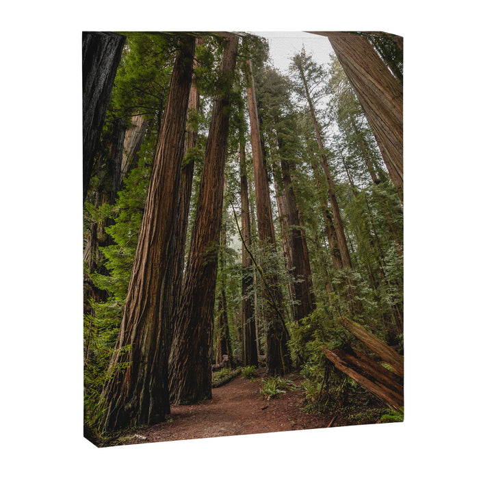 Redwood Forest Adventure VII - Nature Photography Canvas Print Gallery Image 1
