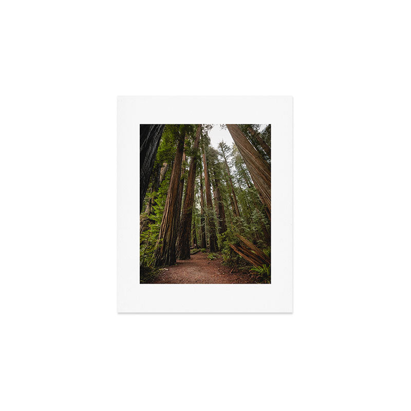 Redwood Forest Adventure VII - Nature Photography Art Print Gallery Image 1