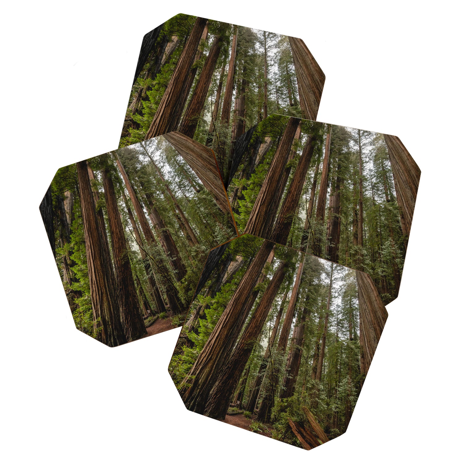 Redwood Forest Adventure VII - Nature Photography Coaster Gallery Image 1