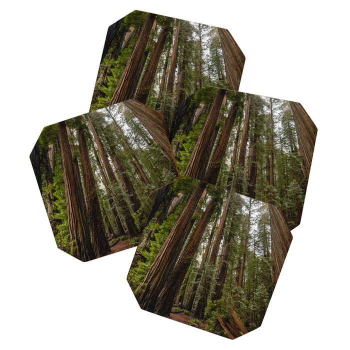 Redwood Forest Adventure VII - Nature Photography Coaster Gallery Image 1