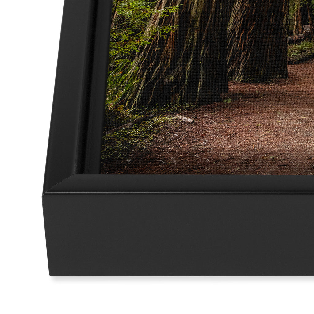 Redwood Forest Adventure VII - Nature Photography Framed Canvas Print Gallery Image 3