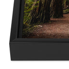 Redwood Forest Adventure VII - Nature Photography Framed Canvas Print Gallery Image 3