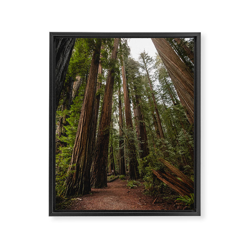 Redwood Forest Adventure VII - Nature Photography Framed Canvas Print Gallery Image 6