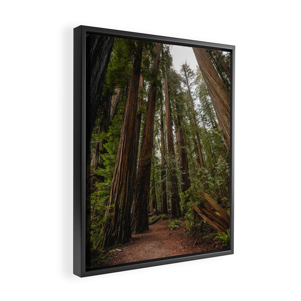 Redwood Forest Adventure VII - Nature Photography Framed Canvas Print Gallery Image 2
