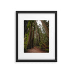 Redwood Forest Adventure VII - Nature Photography Framed Art Print Gallery Image 5