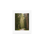 Redwood Forest Black Bear Adventure - National Parks Nature Photography Art Print Gallery Image 1