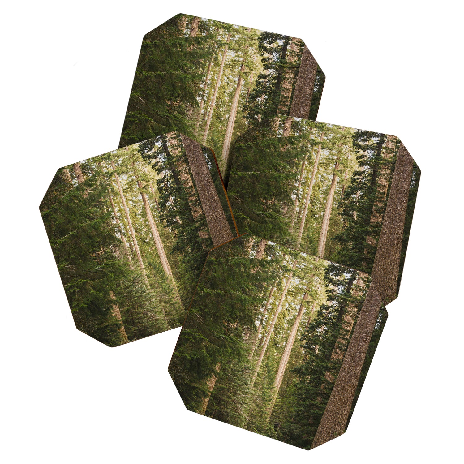 Redwood Forest Black Bear Adventure - National Parks Nature Photography Coaster Gallery Image 1