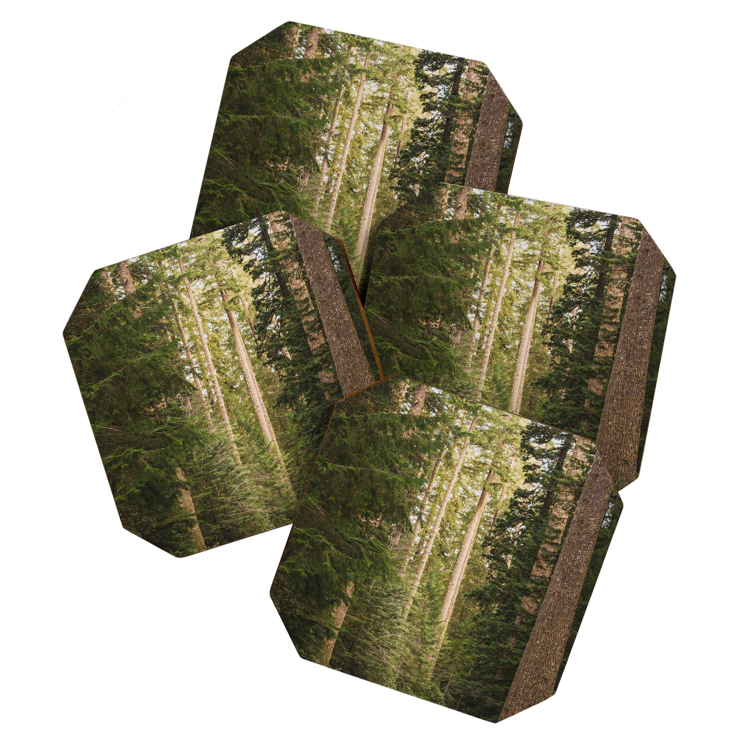 Redwood Forest Black Bear Adventure - National Parks Nature Photography Coaster Gallery Image 1