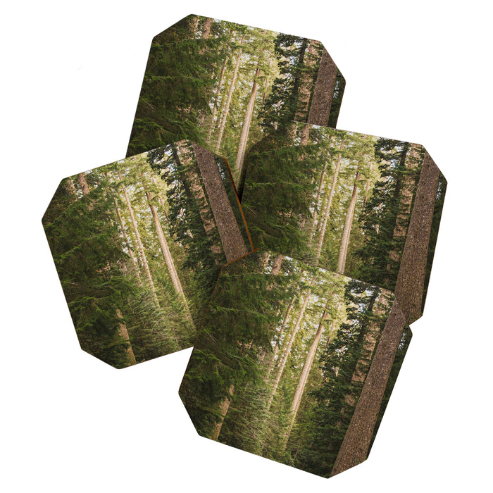 Redwood Forest Black Bear Adventure - National Parks Nature Photography Coaster Gallery Image 1