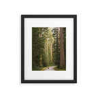 Redwood Forest Black Bear Adventure - National Parks Nature Photography Framed Art Print Gallery Image 5