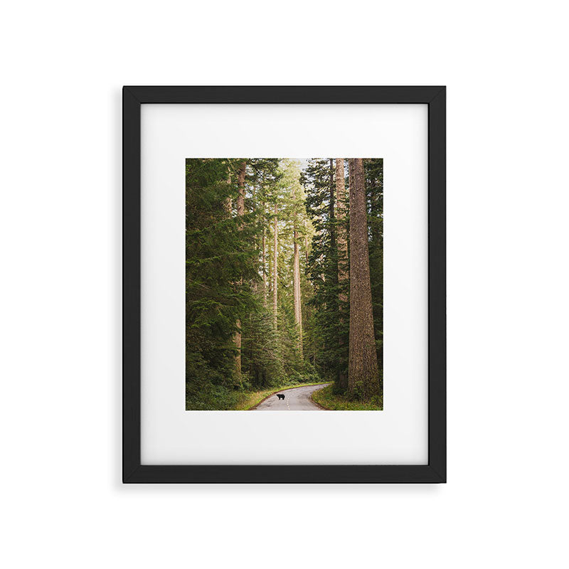 Redwood Forest Black Bear Adventure - National Parks Nature Photography Framed Art Print Gallery Image 5