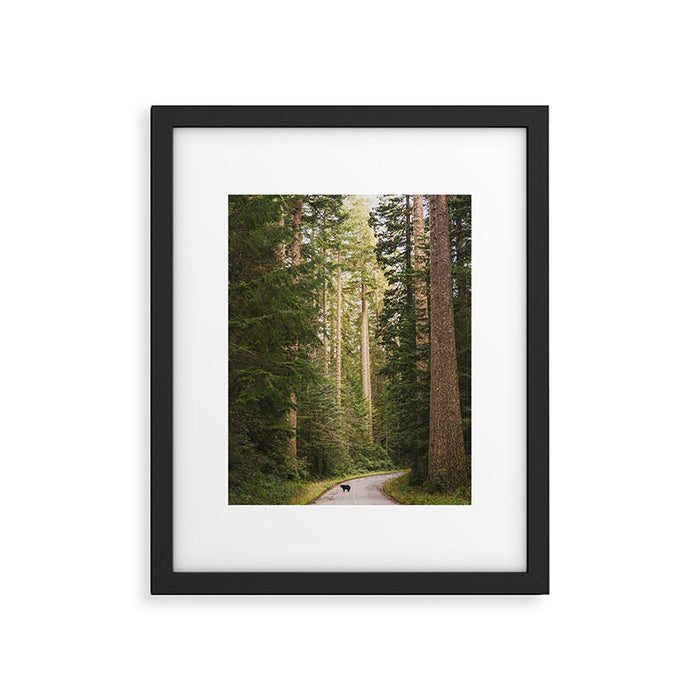 Redwood Forest Black Bear Adventure - National Parks Nature Photography Framed Art Print Gallery Image 1