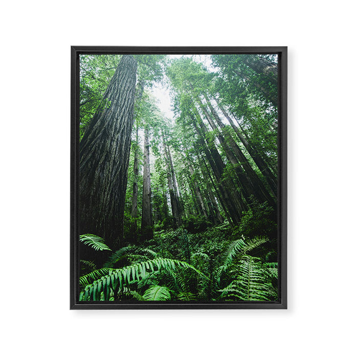 Redwood National Park- Pacific Northwest Nature Photography Framed Canvas Print Gallery Image 1