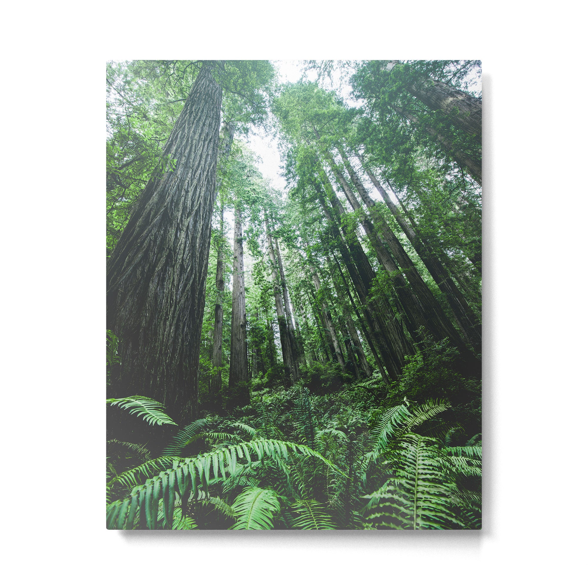 Redwood National Park- Pacific Northwest Nature Photography Metal Print Gallery Image 4