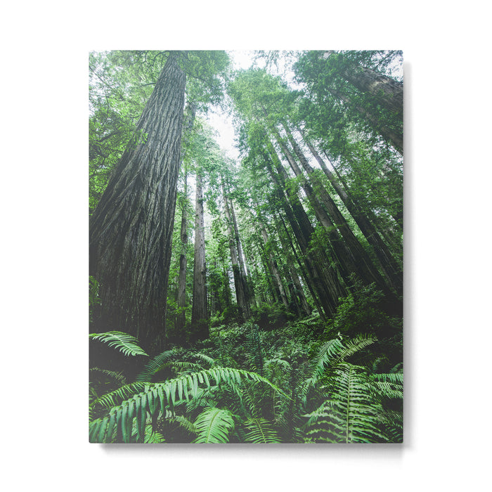 Redwood National Park- Pacific Northwest Nature Photography Metal Print Gallery Image 1