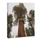 Redwoods National Park Wanderlust Adventure VI Canvas Print Gallery Image 6