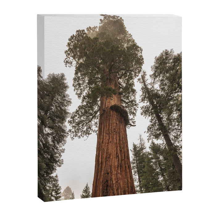 Redwoods National Park Wanderlust Adventure VI Canvas Print Gallery Image 1