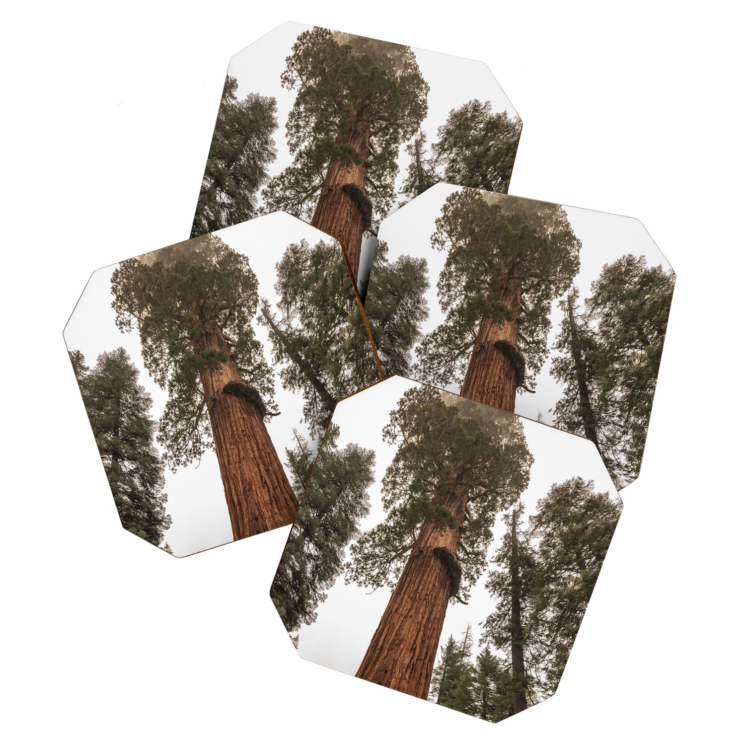 Redwoods National Park Wanderlust Adventure VI Coaster Gallery Image 1