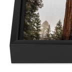 Redwoods National Park Wanderlust Adventure VI Framed Canvas Print Gallery Image 3