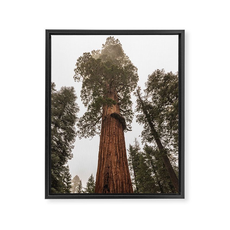Redwoods National Park Wanderlust Adventure VI Framed Canvas Print Gallery Image 6