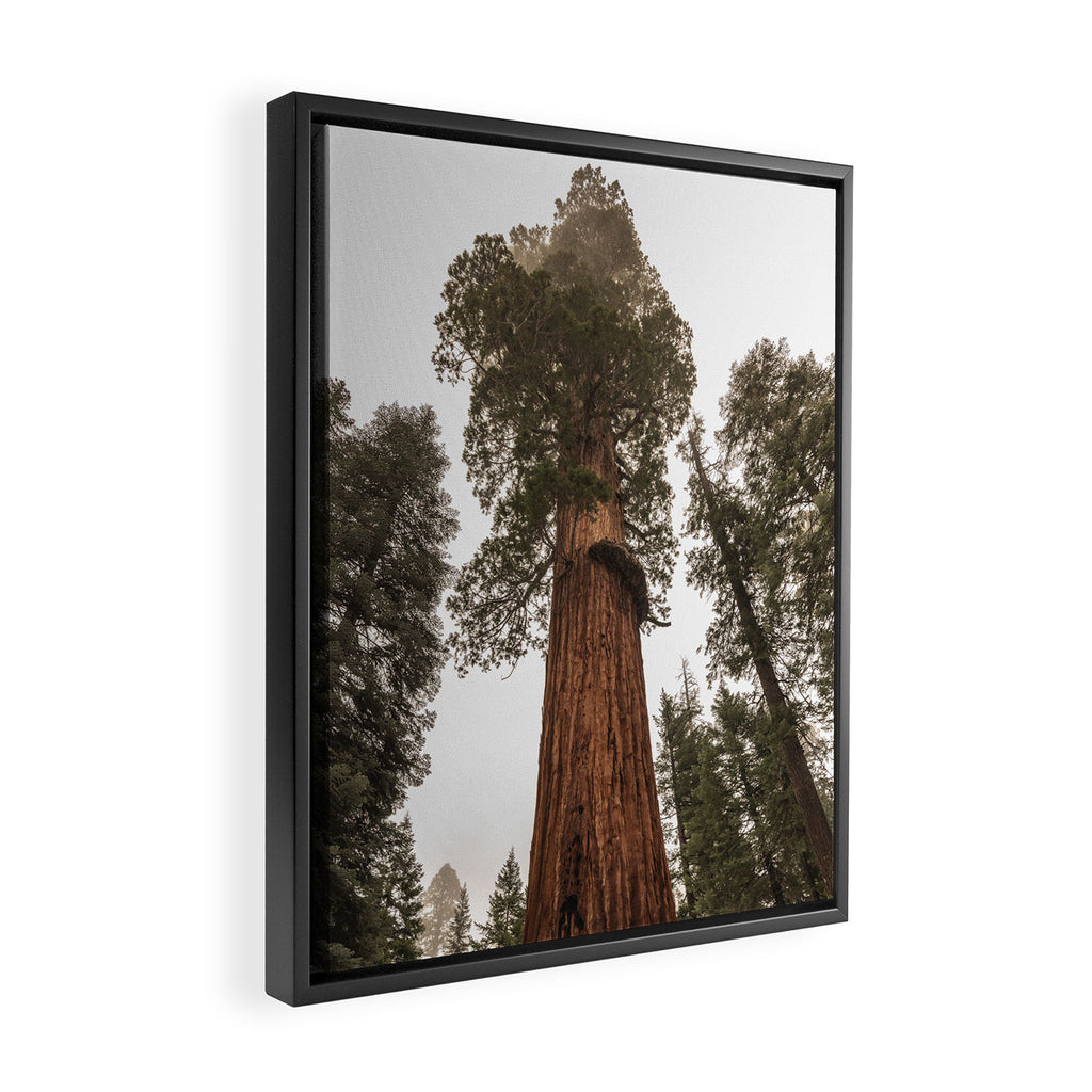 Redwoods National Park Wanderlust Adventure VI Framed Canvas Print Gallery Image 2