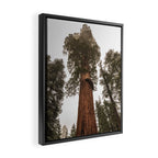 Redwoods National Park Wanderlust Adventure VI Framed Canvas Print Gallery Image 2
