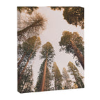 Sequoia Sunset Canvas Print Gallery Image 6