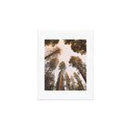 Sequoia Sunset Art Print Gallery Image 1