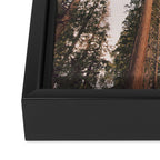 Sequoia Sunset Framed Canvas Print Gallery Image 3