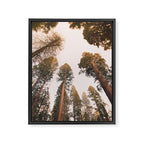 Sequoia Sunset Framed Canvas Print Gallery Image 6