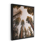 Sequoia Sunset Framed Canvas Print Gallery Image 2