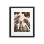 Sequoia Sunset Framed Art Print Gallery Image 5