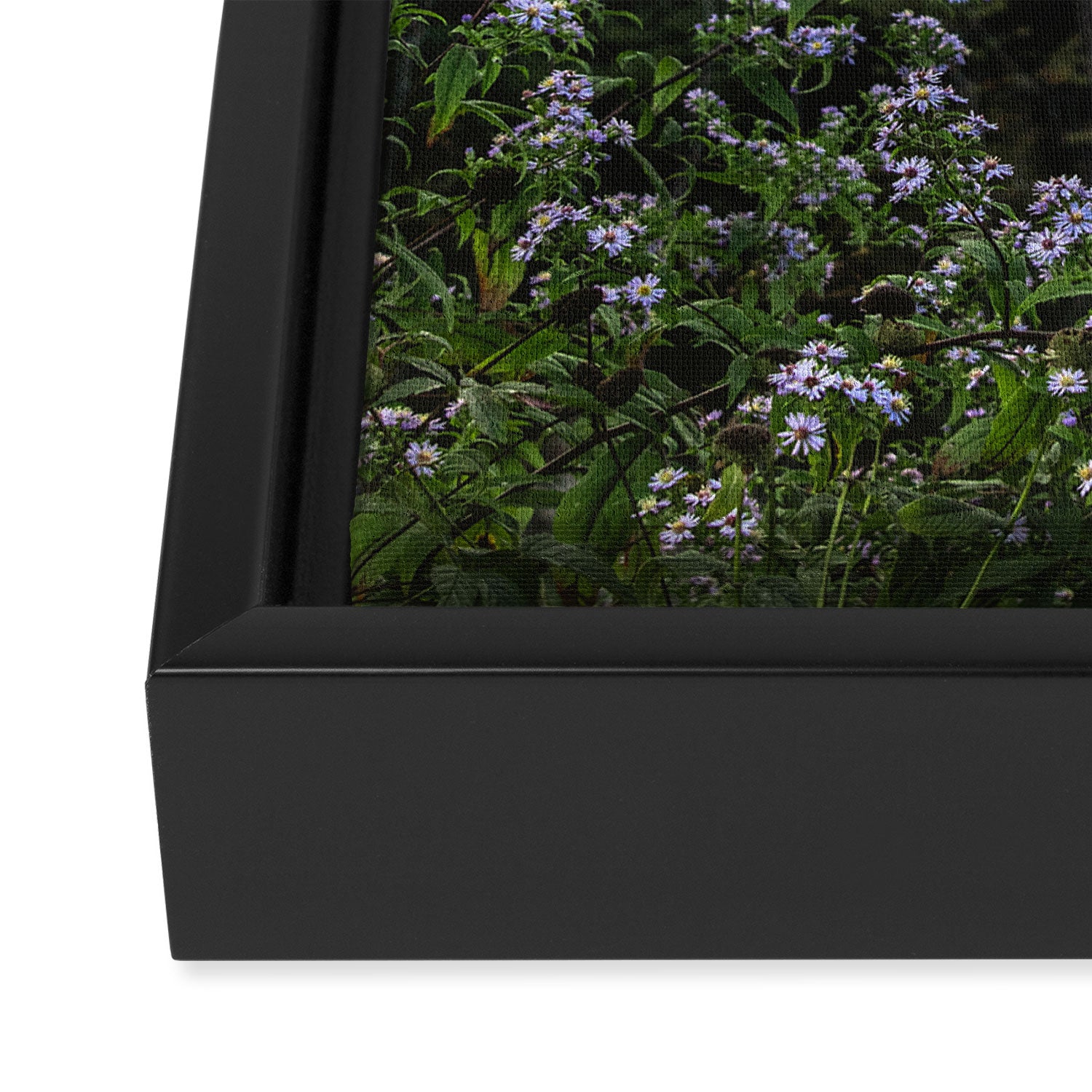 Smoky Mountain Wildflower Adventure - Nature Photography Framed Canvas Print Gallery Image 3