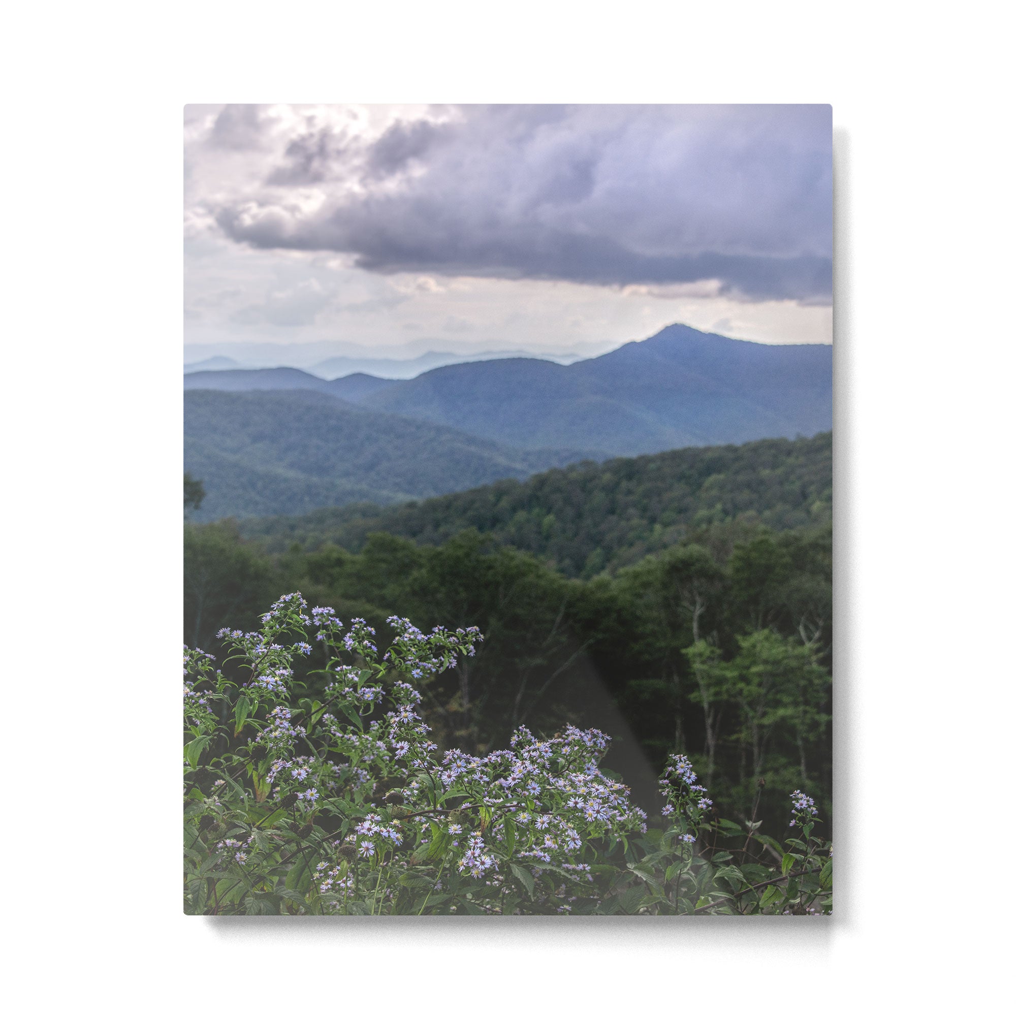 Smoky Mountain Wildflower Adventure - Nature Photography Metal Print Gallery Image 4