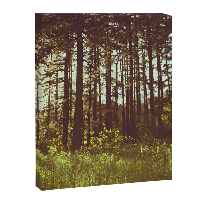 Summer Forest Sunlight - Nature Photography Canvas Print Gallery Image 1