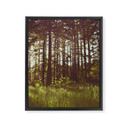 Summer Forest Sunlight - Nature Photography Framed Canvas Print Gallery Image 6