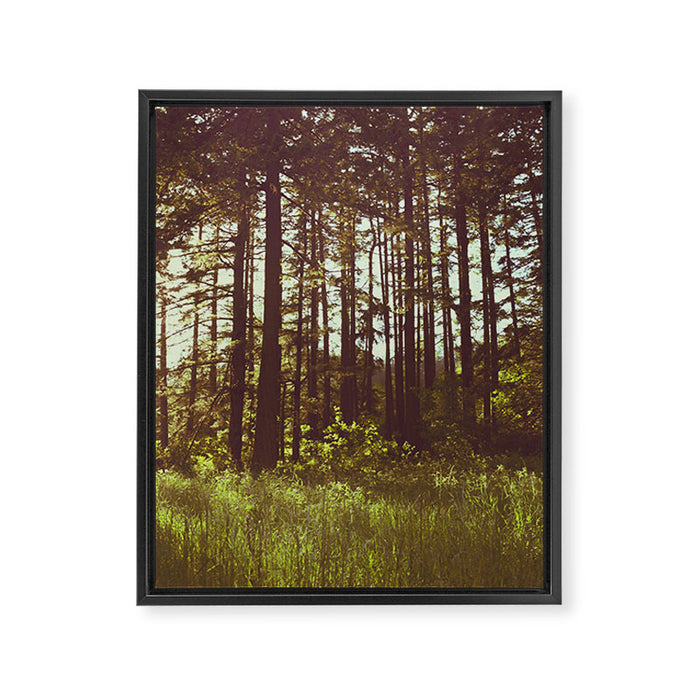 Summer Forest Sunlight - Nature Photography Framed Canvas Print Gallery Image 1