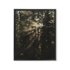 Sunset in the Woods - Nature Photography Framed Canvas Print Gallery Image 6