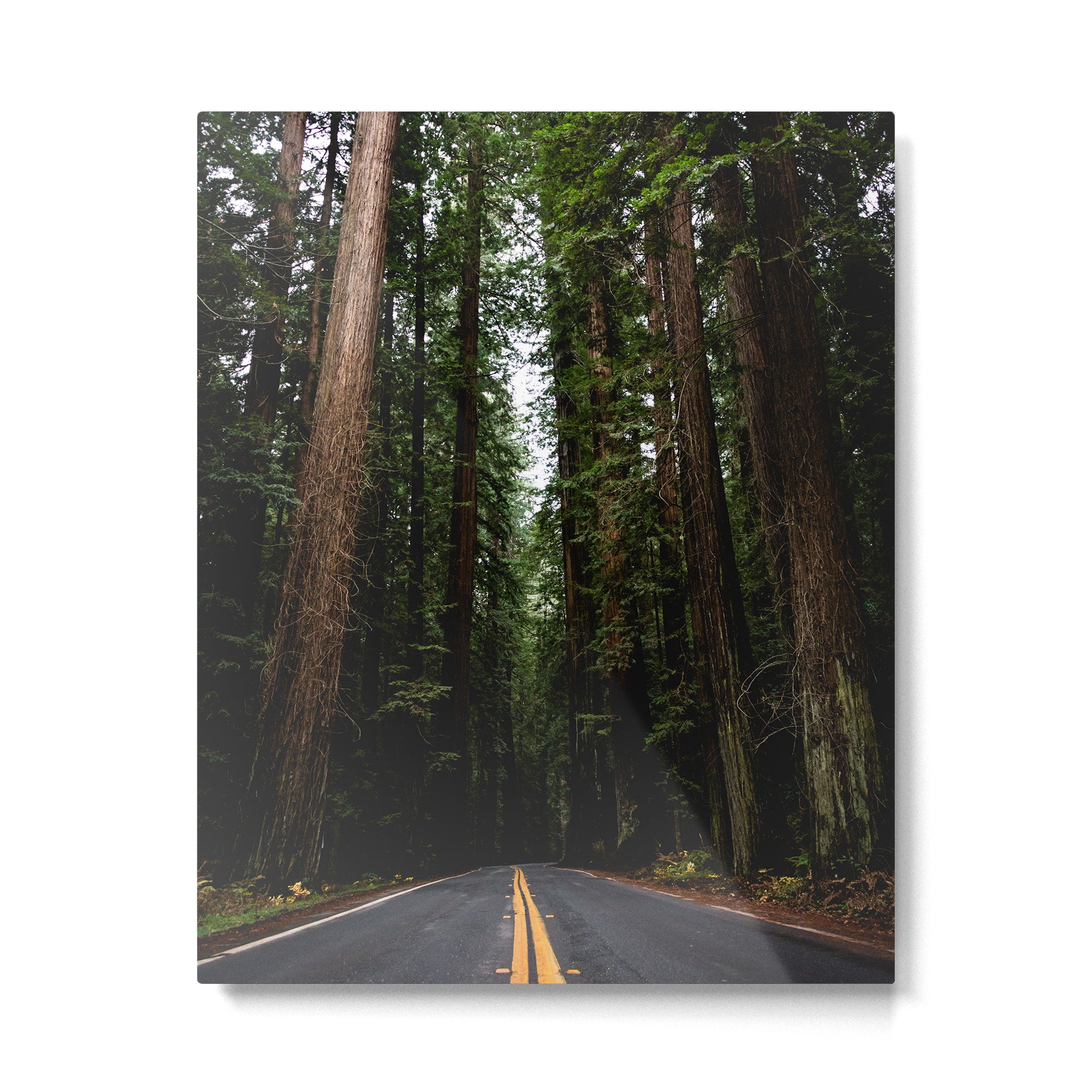 The Road to Wisdom - Nature Photography Metal Print Gallery Image 4
