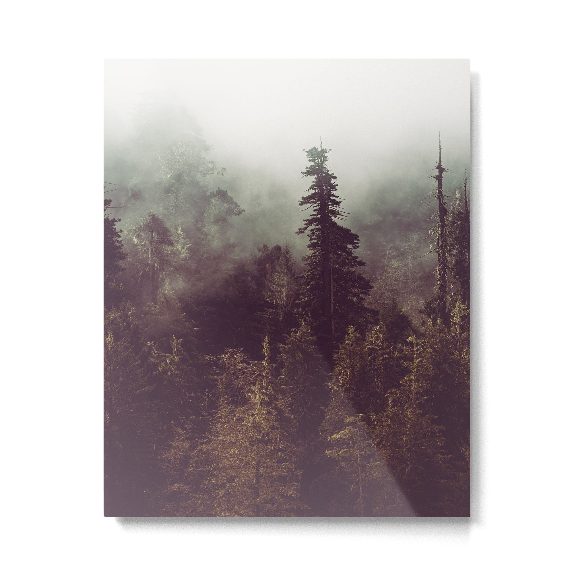 Weekend Escape - Forest Nature Photography Metal Print Gallery Image 4