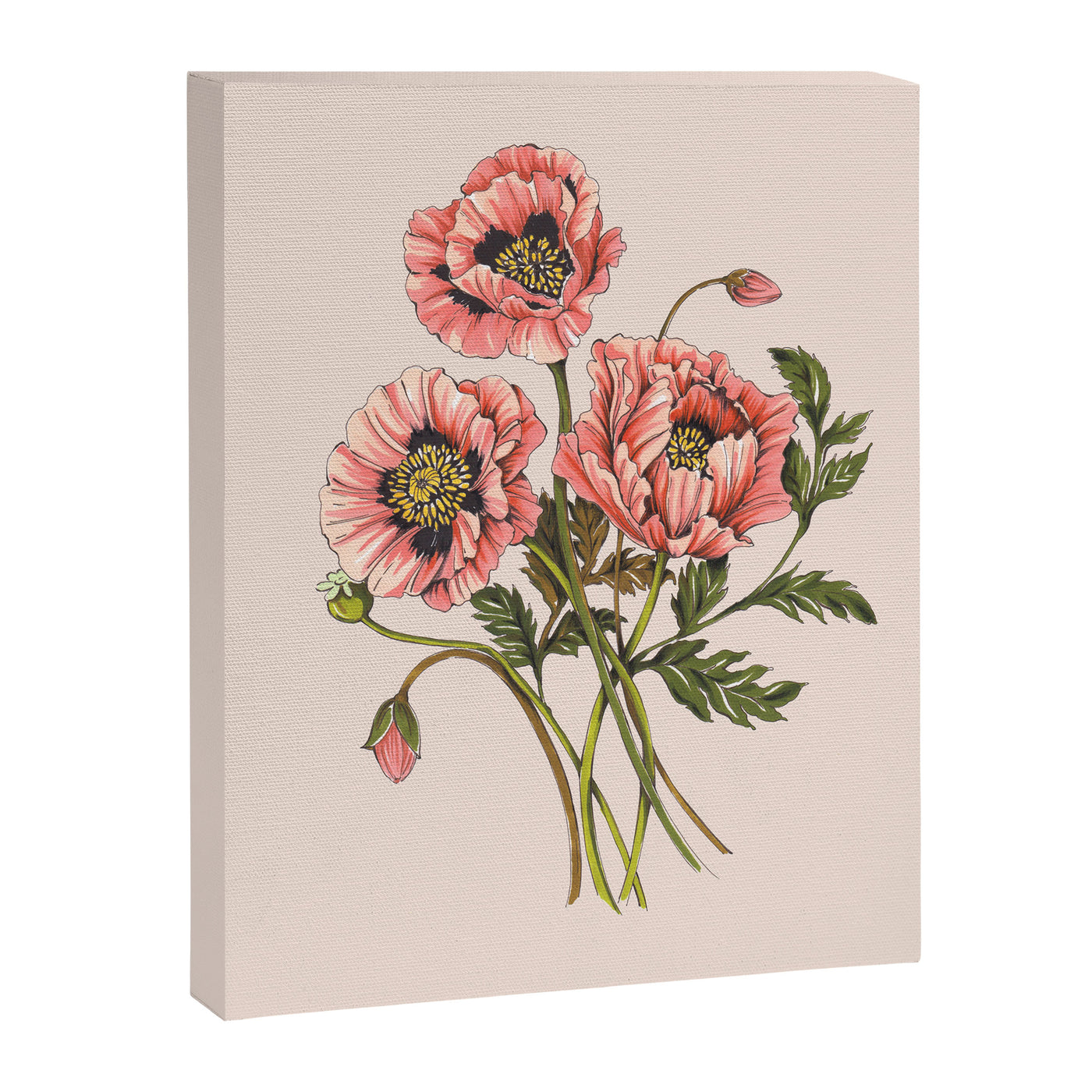 Pink Shirley Poppies  Canvas Print