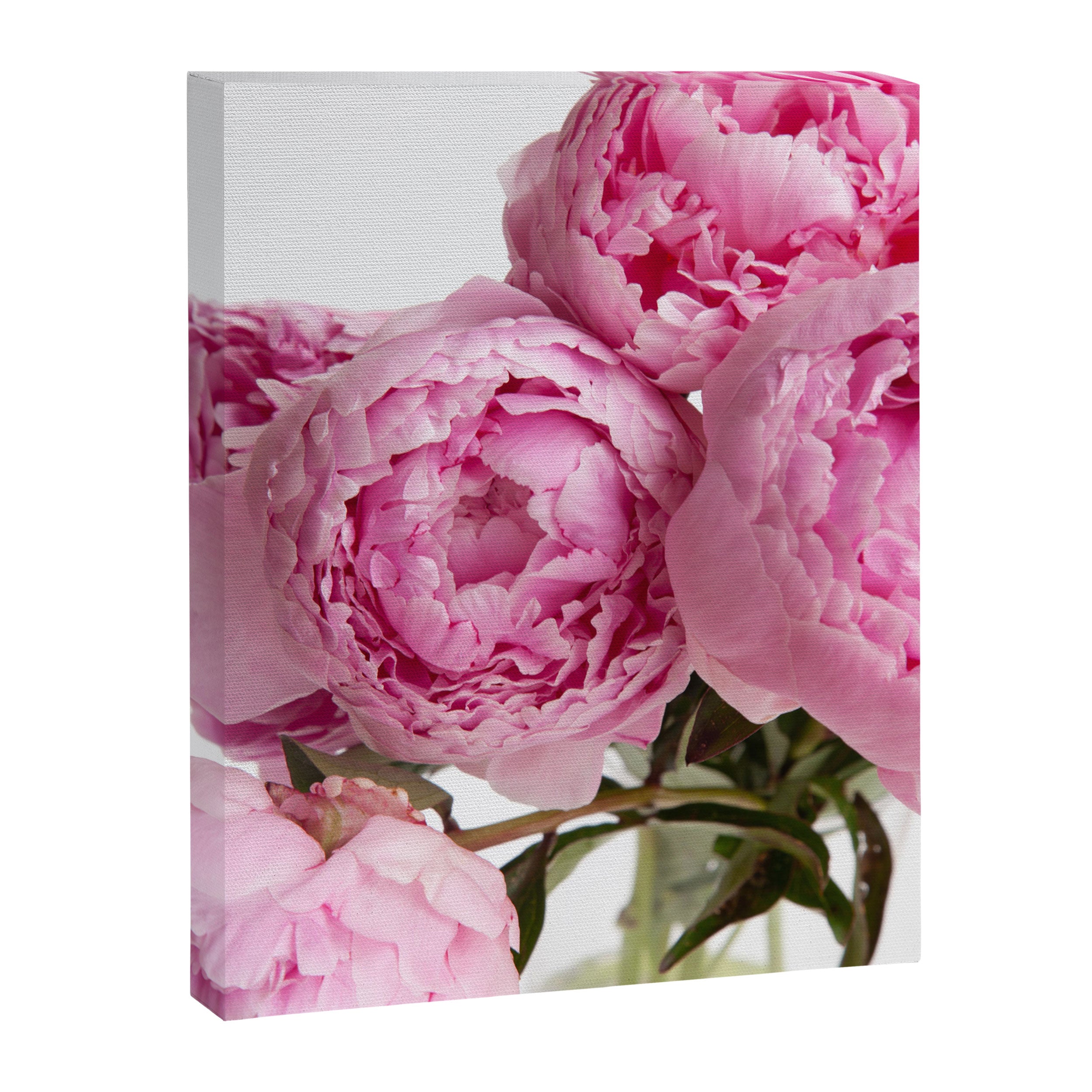 Blush Pink Peonies Canvas Print Gallery Image 6