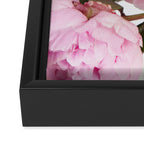 Blush Pink Peonies Framed Canvas Print Gallery Image 3