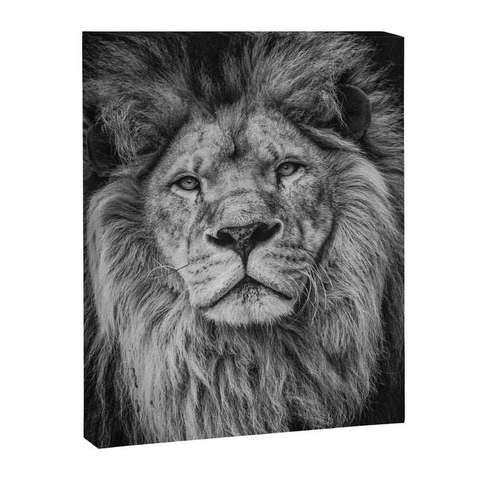 Fierce Lion Canvas Print Gallery Image 1