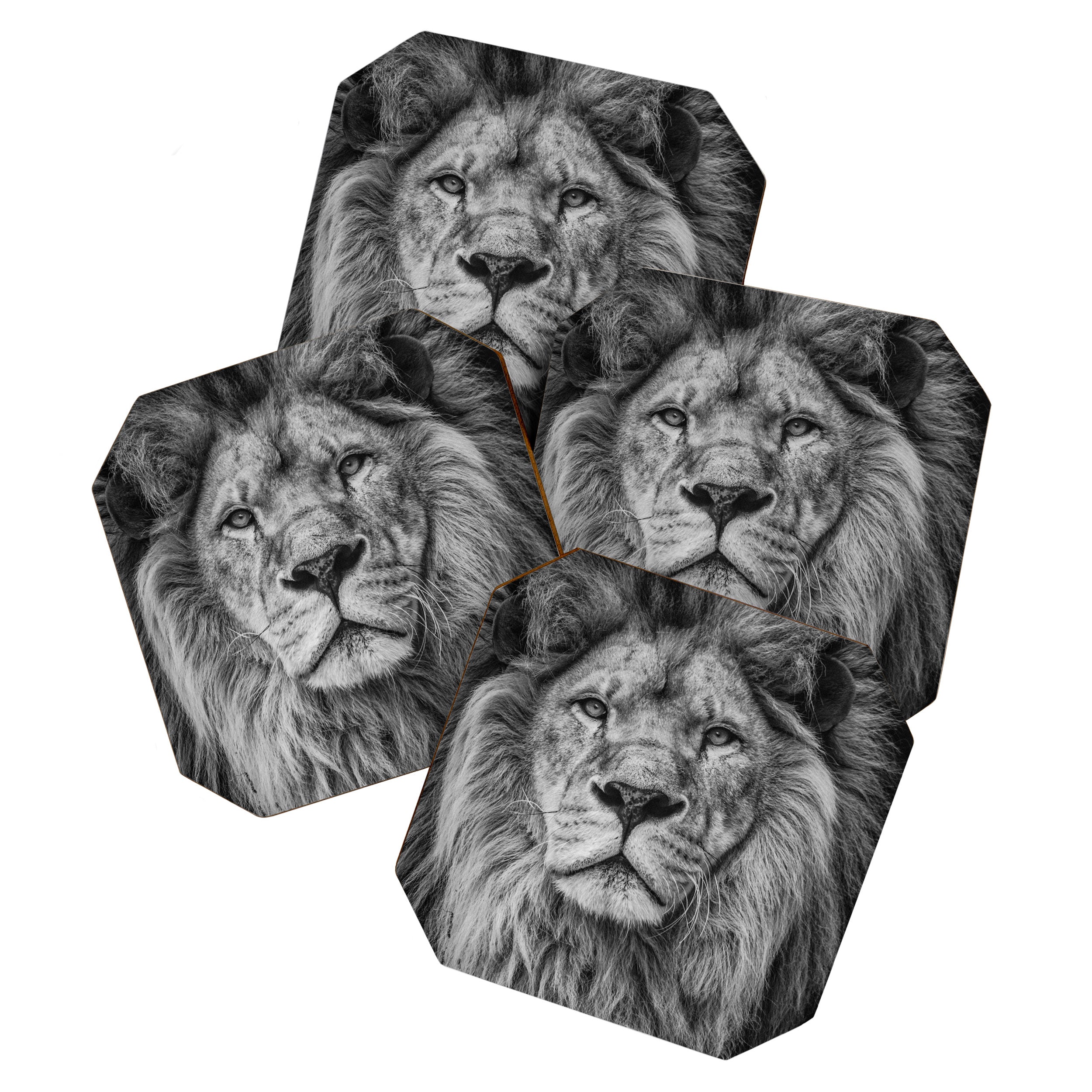 Fierce Lion Coaster Gallery Image 1