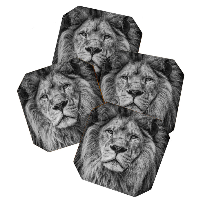 Fierce Lion Coaster Gallery Image 1