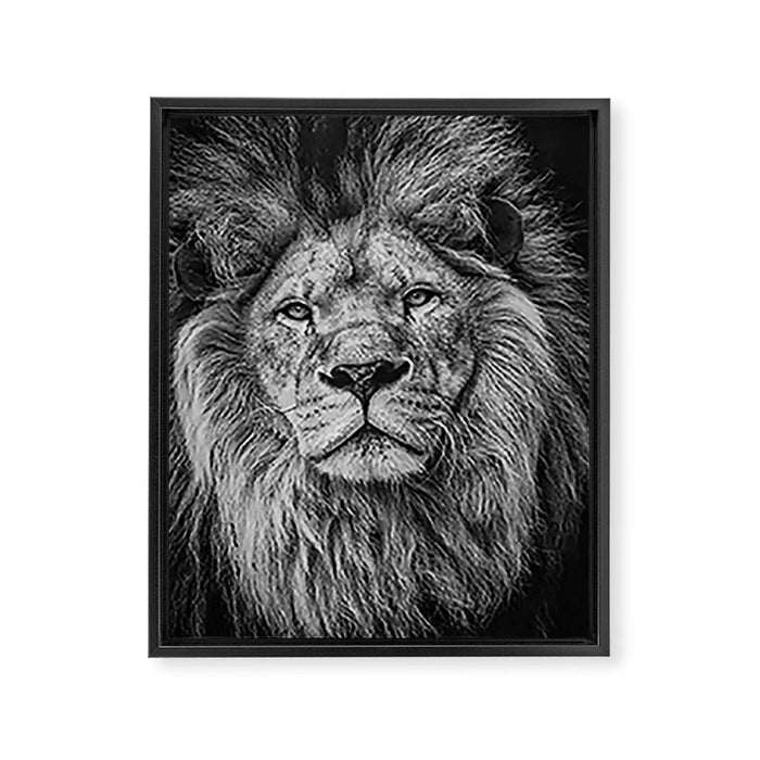 Fierce Lion Framed Canvas Print Gallery Image 1