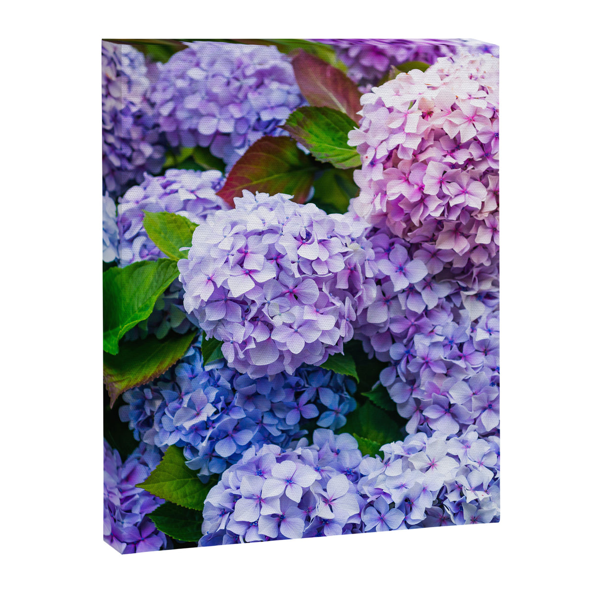 Purple Hydrangeas Blooming Canvas Print Gallery Image 6