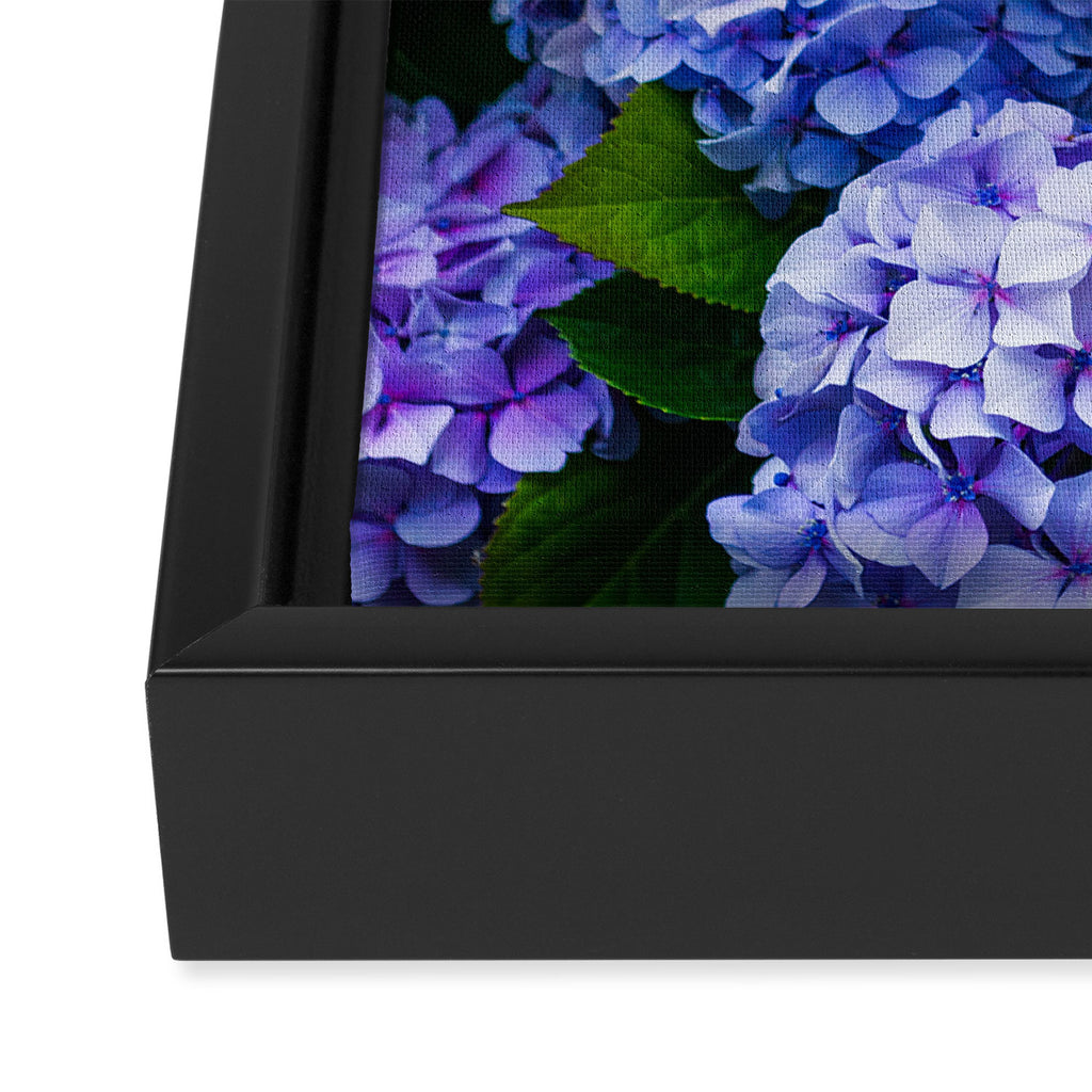 Purple Hydrangeas Blooming Framed Canvas Print Gallery Image 3